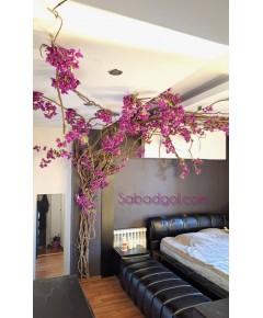 درخت رونده گل کاغذی برای اتاق خواب